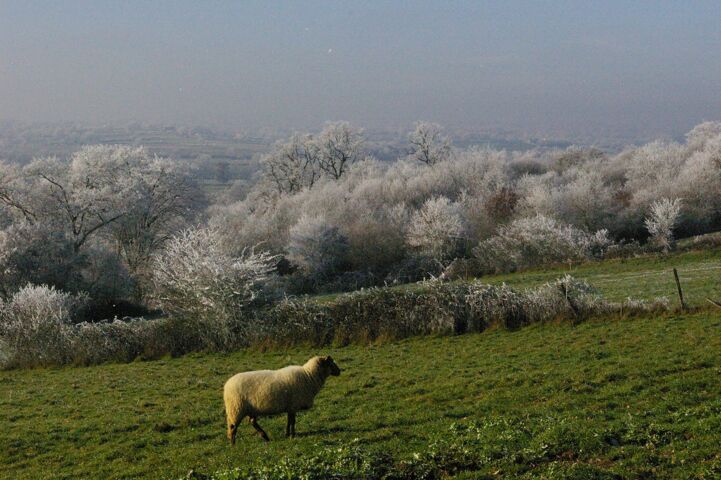 Paysage avec mouton Touchay 18160